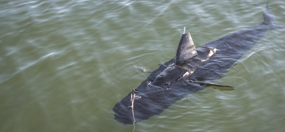 Biomimicing Autonomous Underwater Vehicle (AUV) US Navy GhostSwimmer - Covert Shores